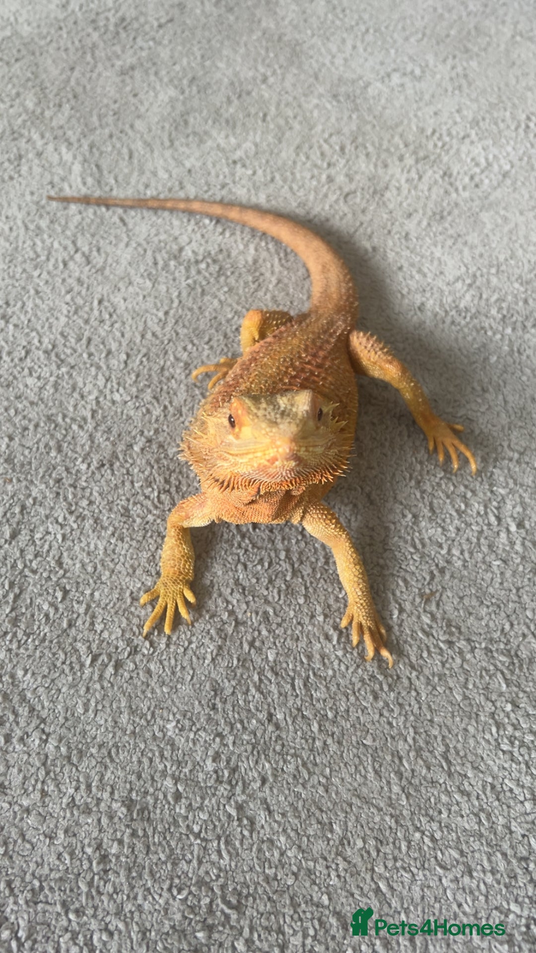 Bearded Dragon reptiles for sale: bearded dragon with whole setup:) - Image 3