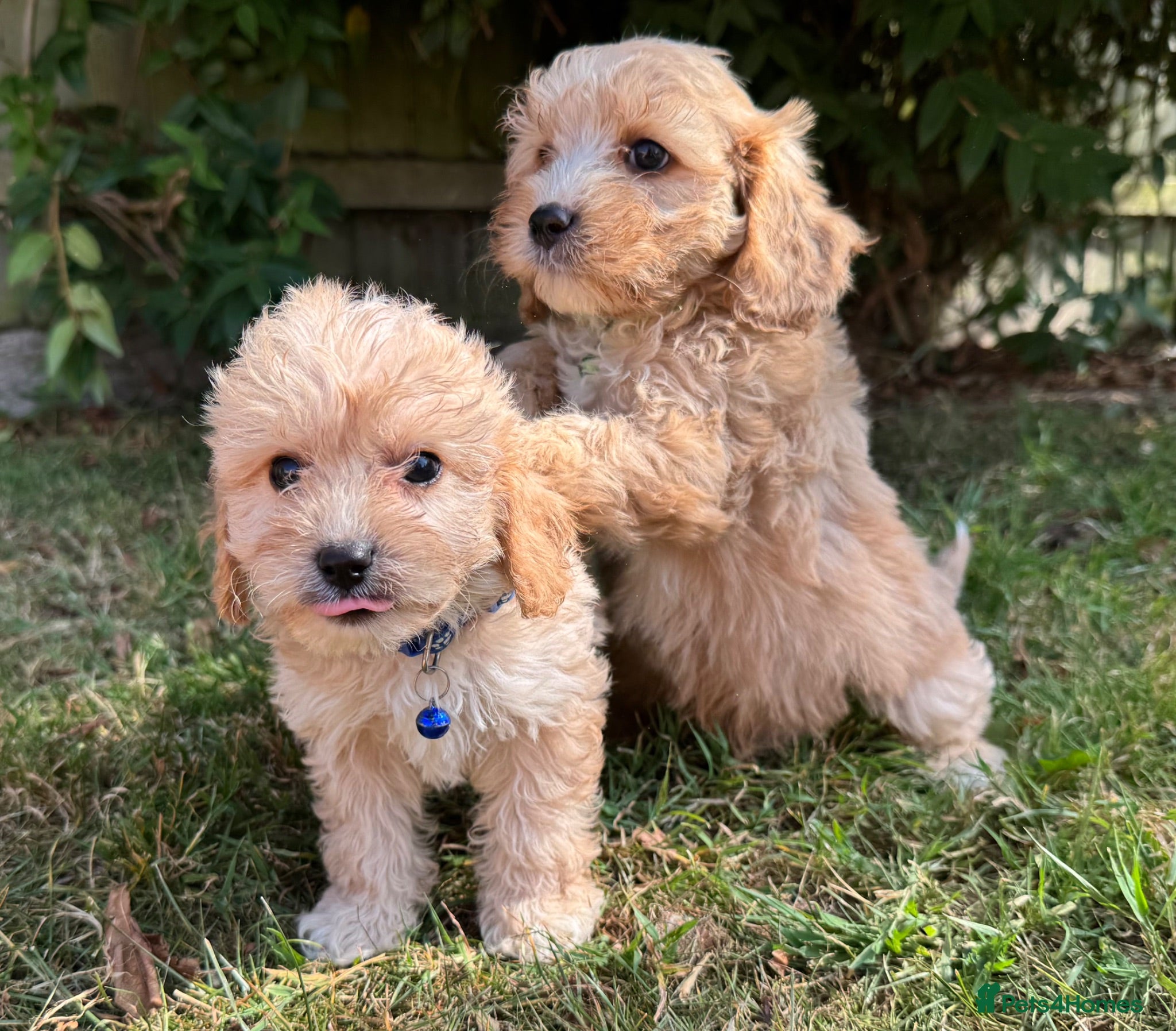 Cavapoo dogs F1 cavapoo males 💙💚 - Advert 1