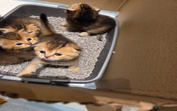 Scottish Fold cats for sale: Scottish Fold Kittens - Image 13