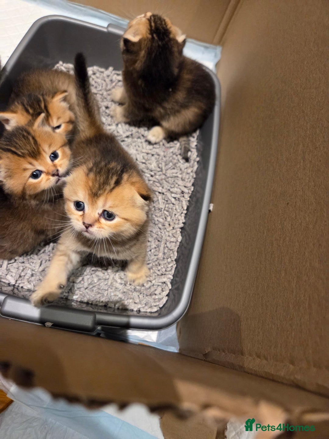 Scottish Fold cats for sale: Scottish Fold Kittens - Image 13