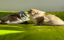 British Longhair cats for sale: British Longhair Kitten for sale  - Image 13