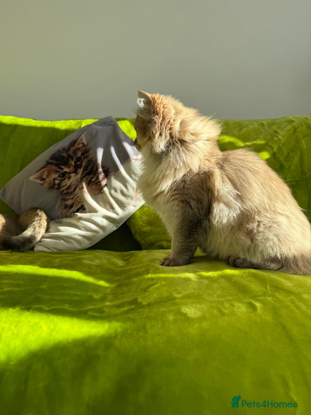 British Longhair cats for sale: British Longhair Kitten for sale  - Image 13