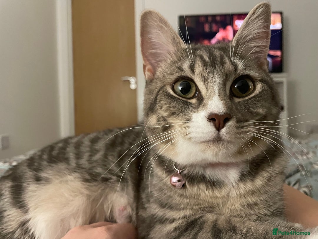 Mixed Breed cats for sale: Pretty Kittens For Sale - Advert 11