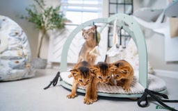 Abyssinian cats for sale: Champion Line Abyssinians- Rare Beauty- TICA reg. - Image 7