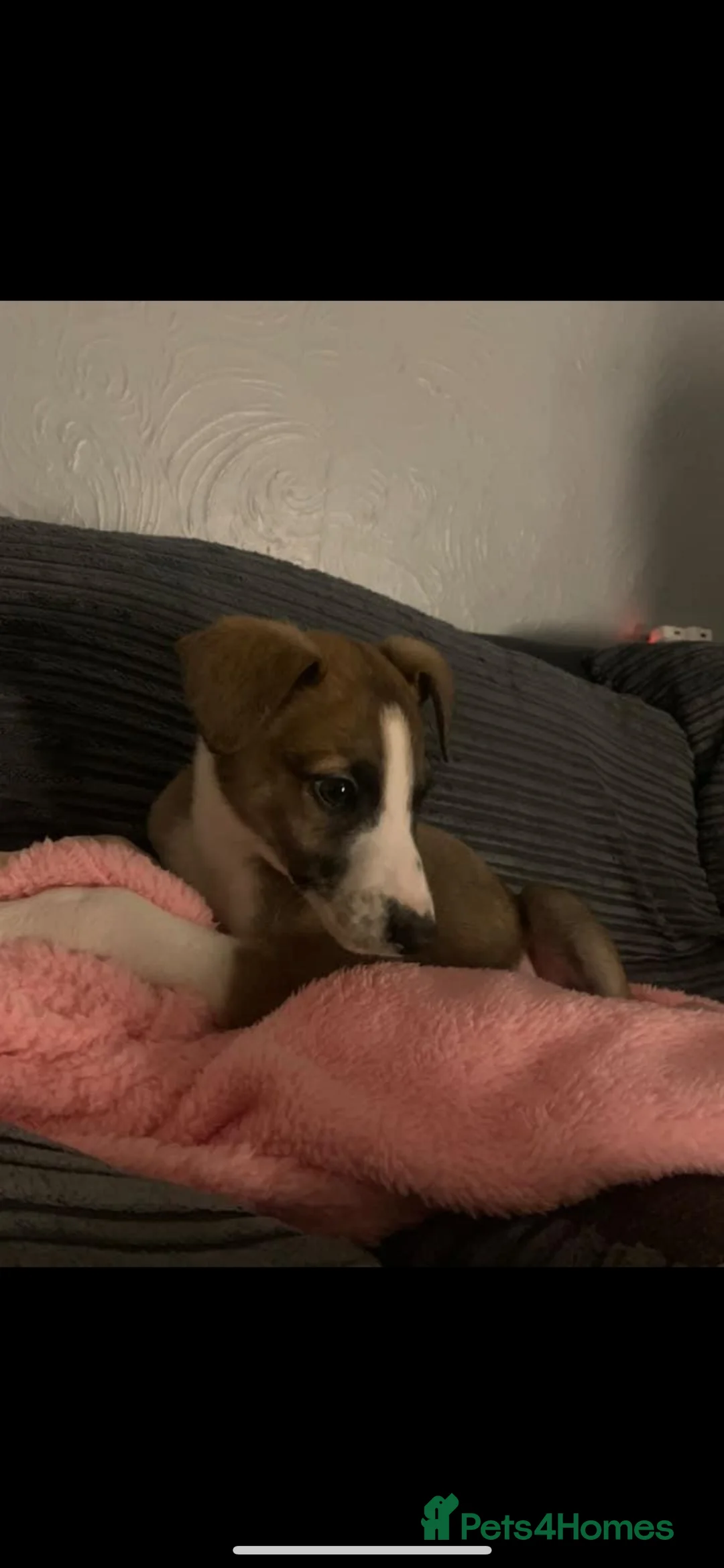 Lurcher dogs for stud: Lurcher for stud - Advert 36