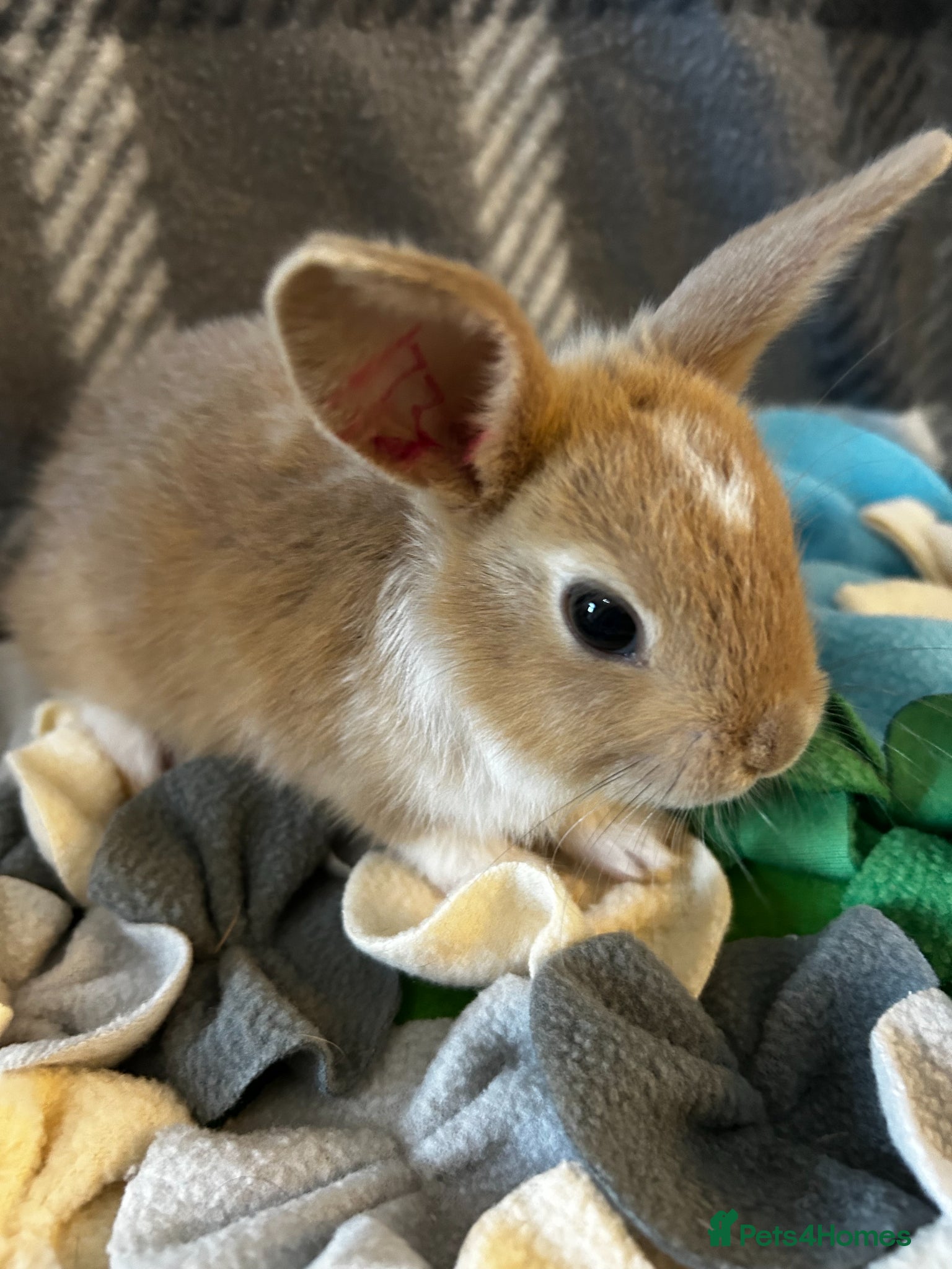 Mixed Breed rabbits for sale: Adorable baby rabbits ready for sale now - Advert 9