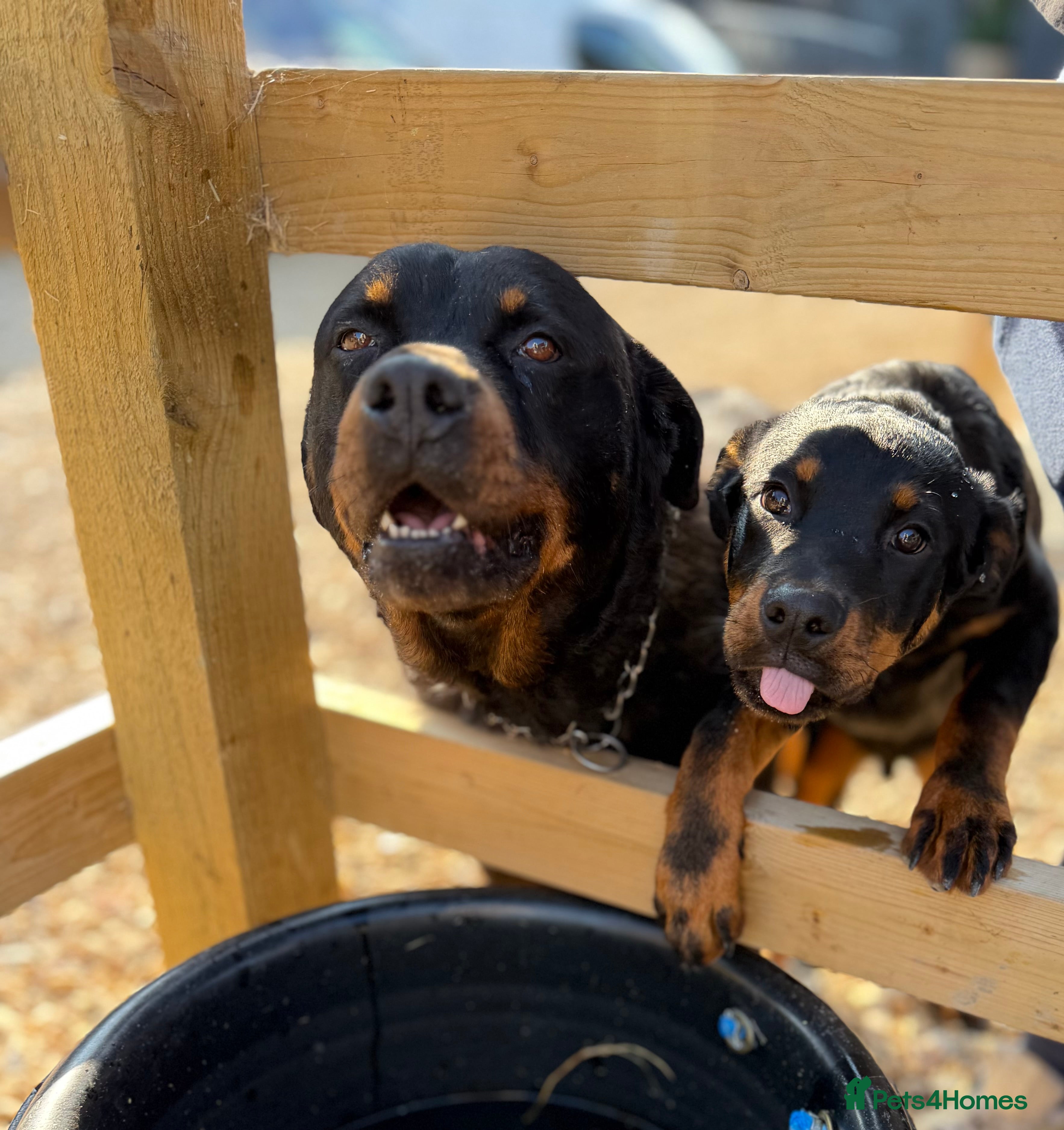 Rottweiler dogs Beautiful 10 month old male  - Advert 2