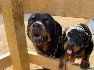 Rottweiler dogs Beautiful 10 month old male - Advert 2