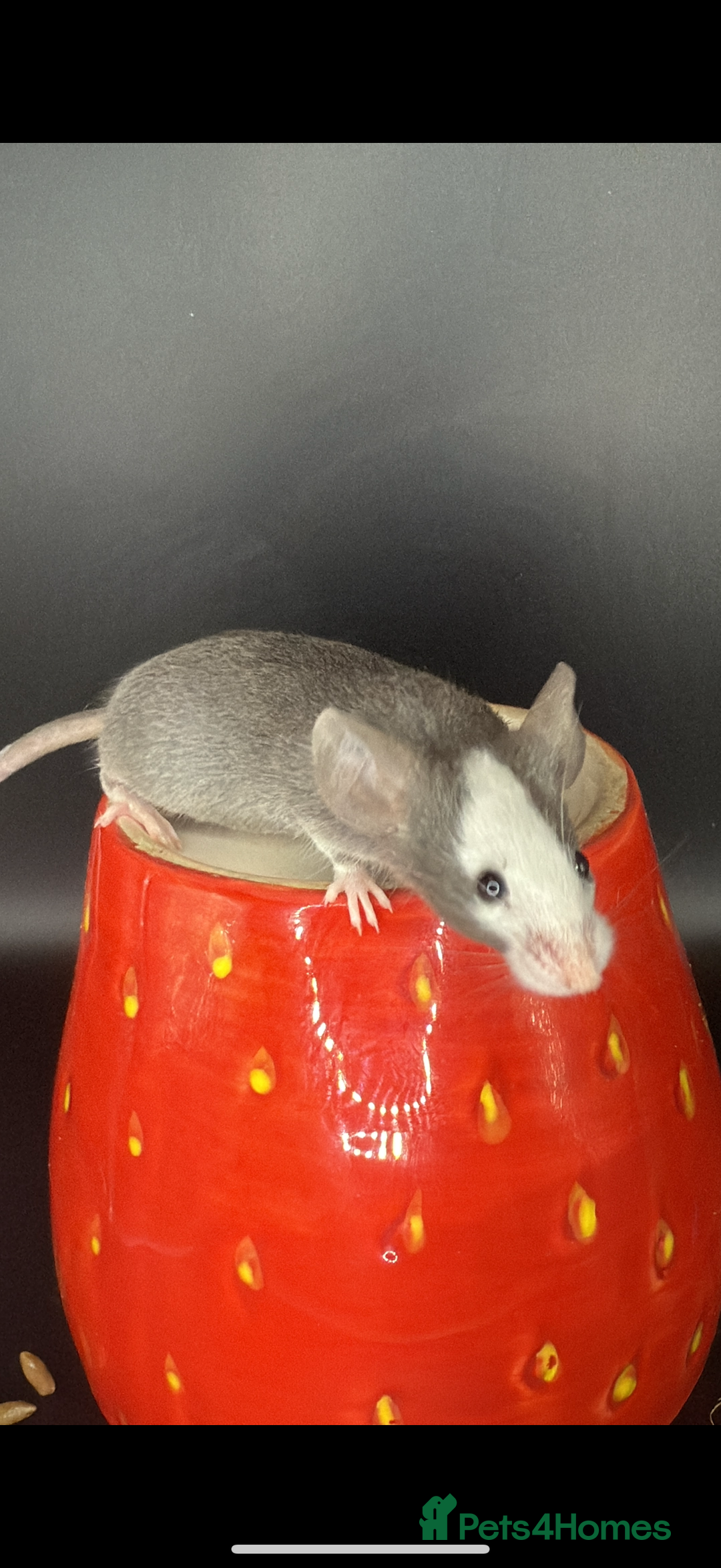 Mouse rodents for sale: Fancy mice 2 black males 6 females - Advert 11