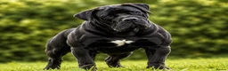 Mastiff dogs for stud: Black Boerboel for Stud - Advert 1