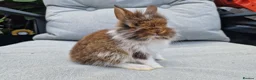 Lionhead rabbits for sale: 2 lionhead boys - Advert 7