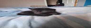 Black male kitten