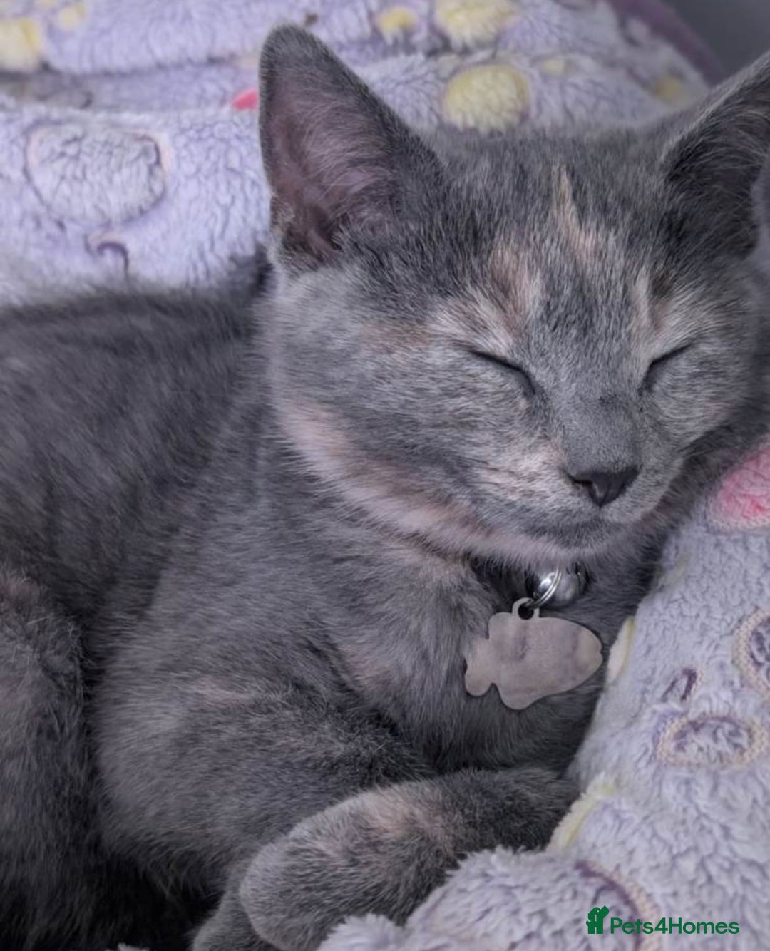 Mixed Breed cats for sale: Lilac & peach girl kitten left - Advert 4