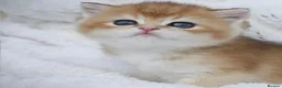 British Shorthair cats for sale: Beautiful golden/gold British shorthair kitten - Advert 1