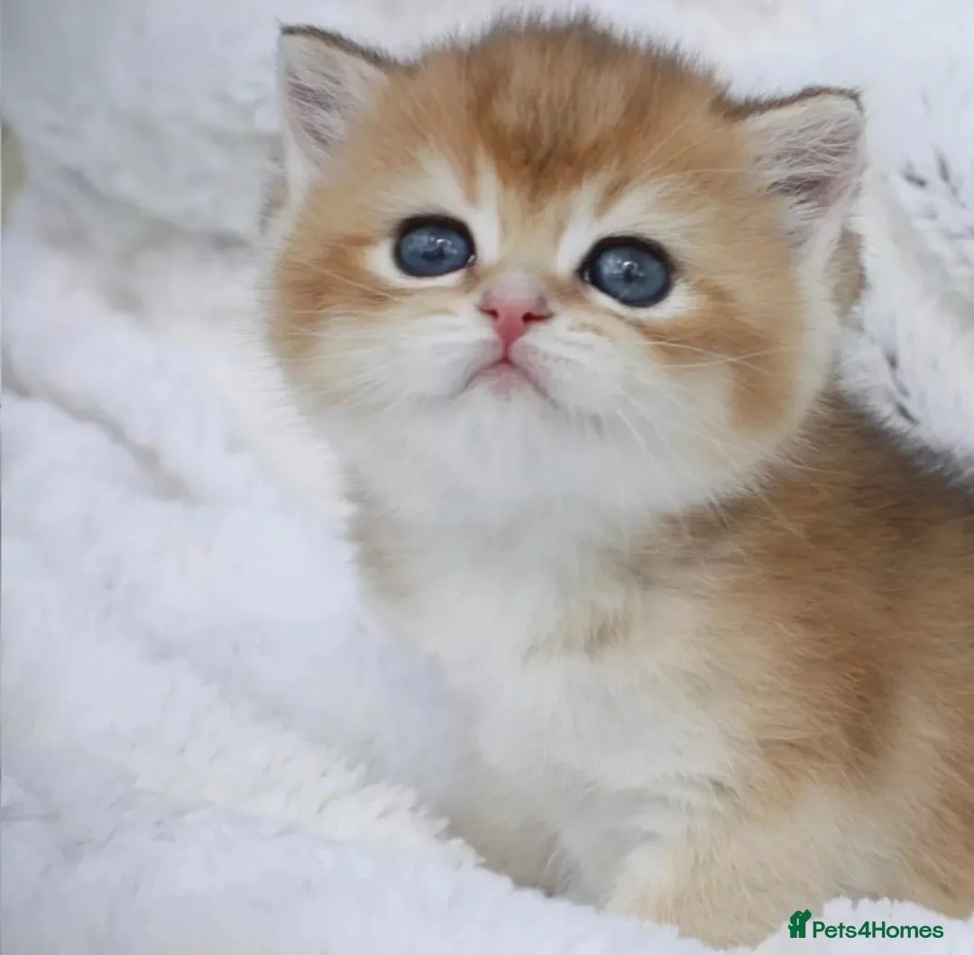 British Shorthair cats for sale: Beautiful golden/gold British shorthair kitten - Advert 1