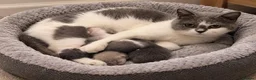 British Shorthair cats for sale: Tica Registered British Shorthair Kittens - Advert 4