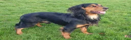 Cocker Spaniel dogs for stud: Health Tested Working Cocker Spaniel for Stud in Braintree - Advert 4