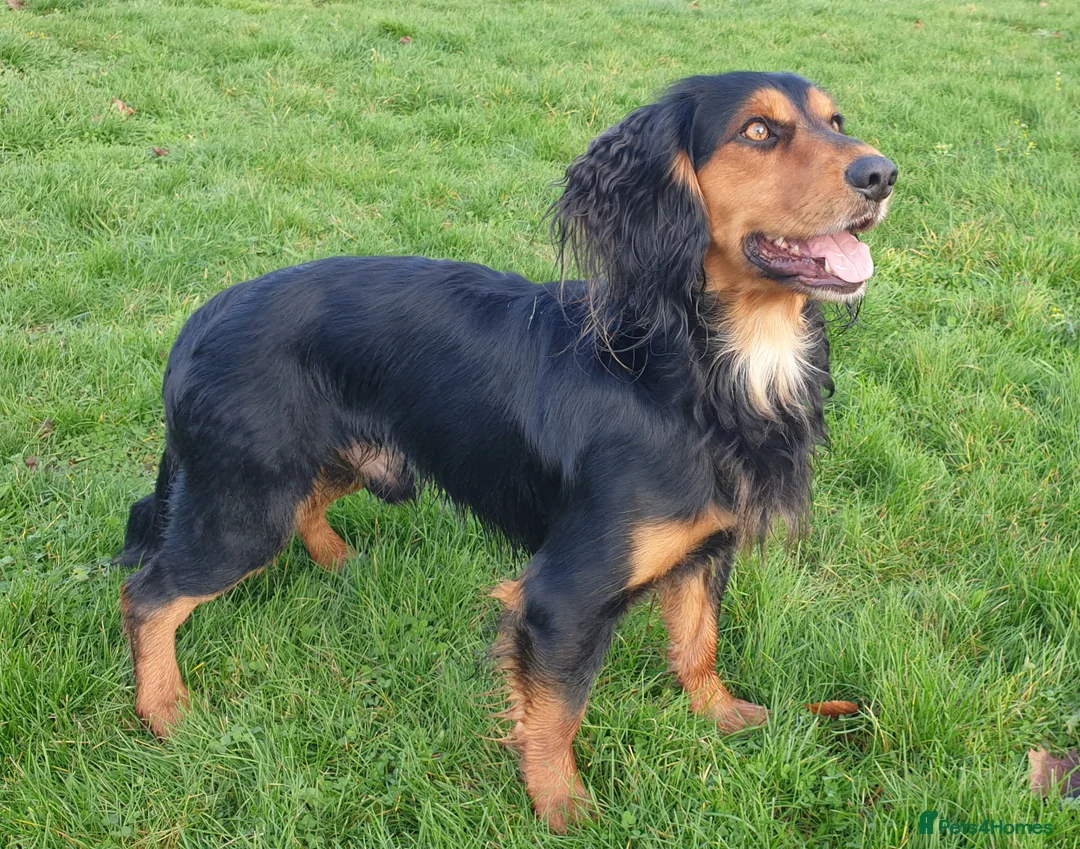 Cocker Spaniel dogs for stud: Health Tested Working Cocker Spaniel for Stud in Braintree - Advert 4