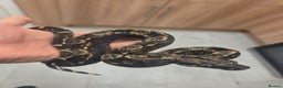 Boa Snake reptiles for sale: Unreal morph hog island boa with full setup  - Advert 5