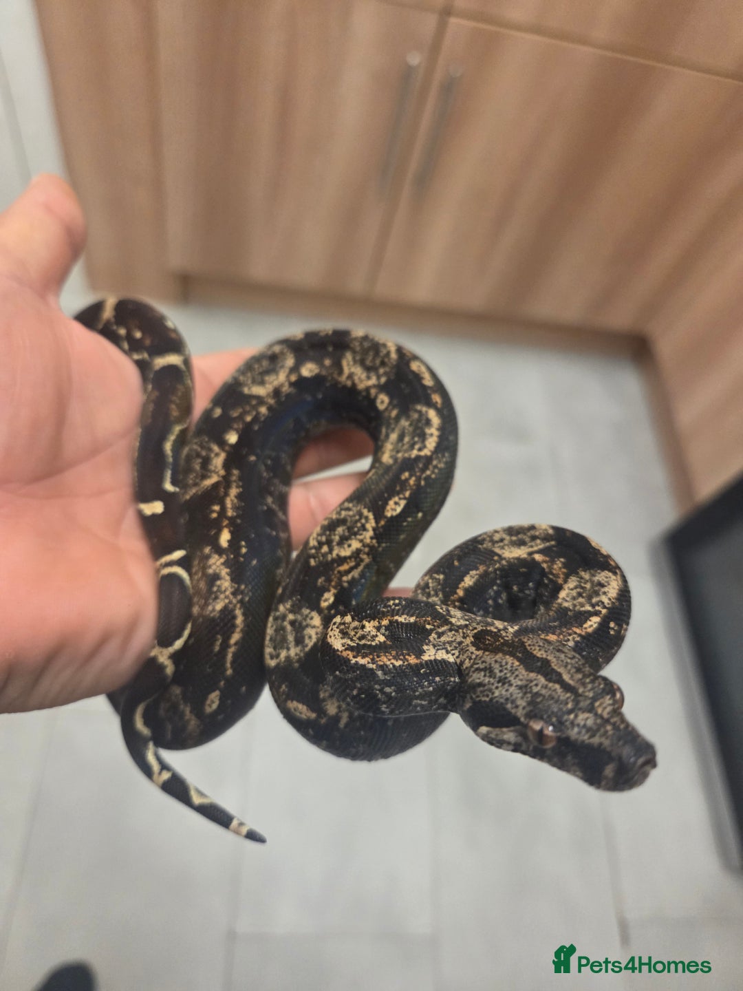 Boa Snake reptiles for sale: Unreal morph hog island boa with full setup  - Image 5