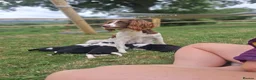 Mixed Breed dogs for sale: Lovely Sprollie Puppies  - Advert 15
