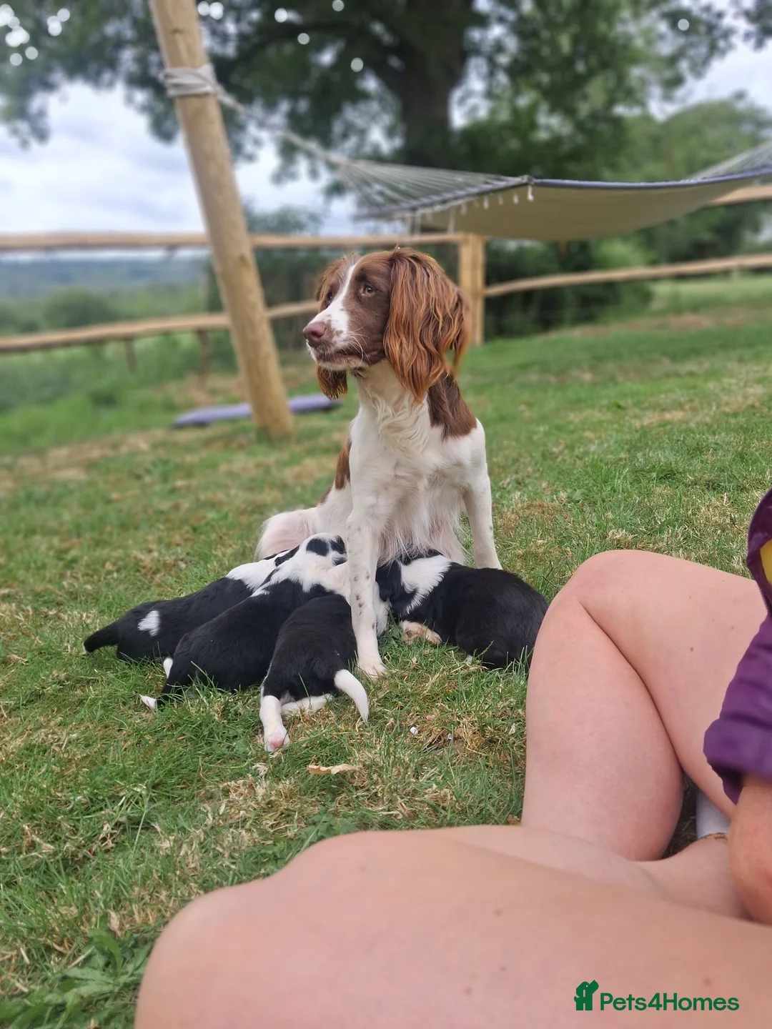 Mixed Breed dogs for sale: Lovely Sprollie Puppies  - Advert 15