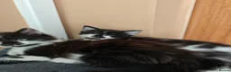 Mixed Breed cats for sale: Kittens in Worksop - Advert 8
