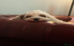 Mixed Breed dogs for sale: Cavapoochon Pups Wait List South Yorkshire - Image 15