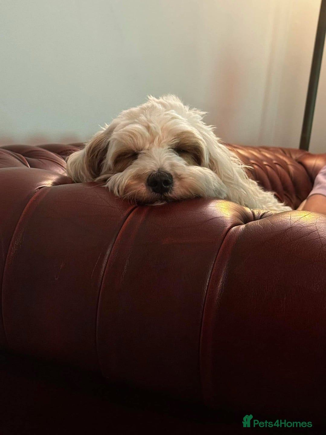 Mixed Breed dogs for sale: Cavapoochon Pups Wait List South Yorkshire - Image 15