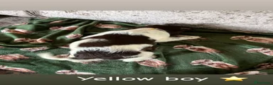 English Springer Spaniel Puppy 4