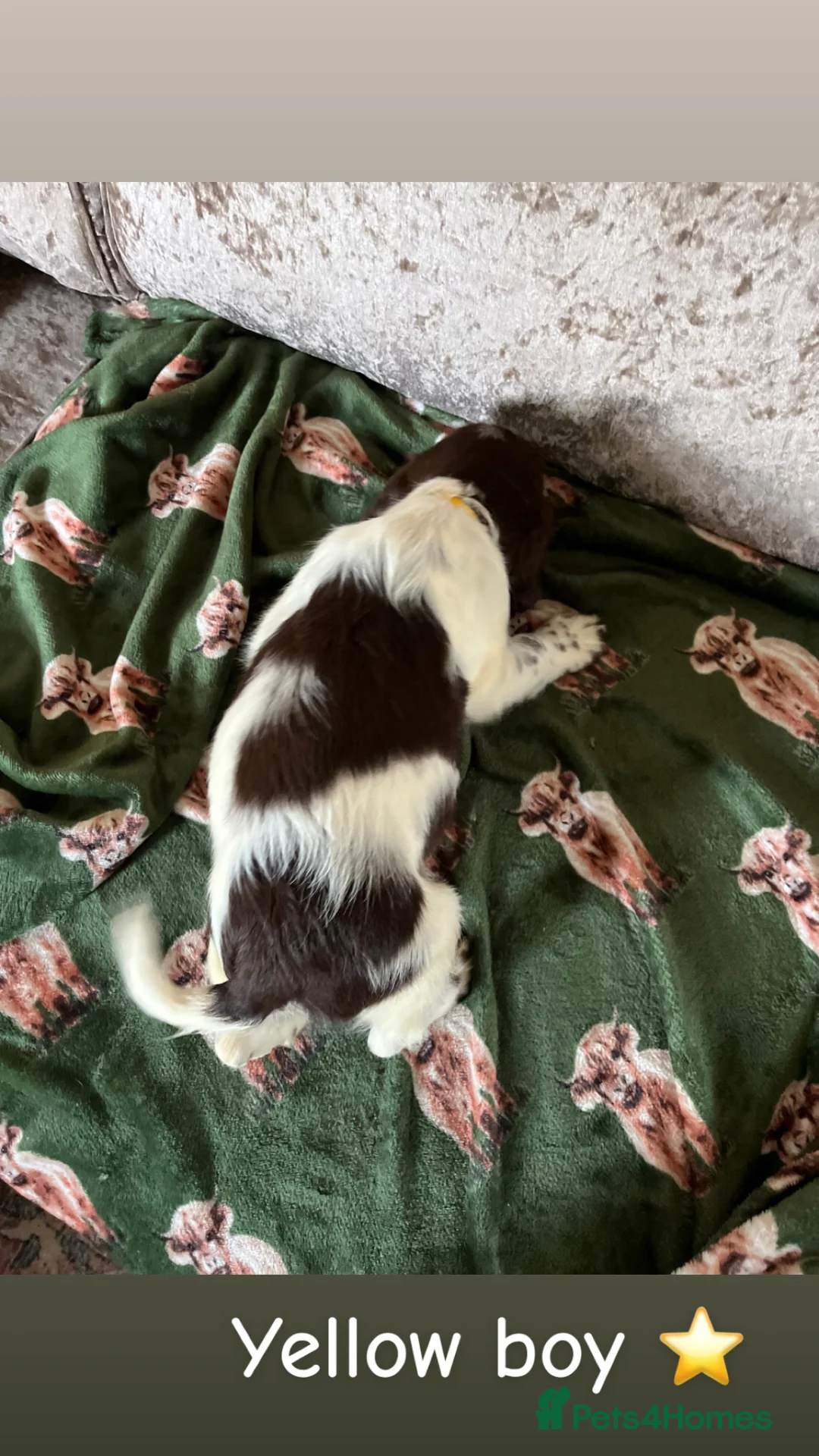 English Springer Spaniel dogs for sale: English springer spaniel puppies - Advert 11