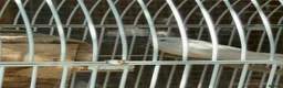 Cockatiels birds for sale: Young beautiful and healthy cocktails and budgies  - Advert 5