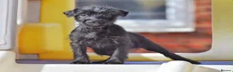 Patterdale Terrier dogs for sale: Patterdale Terrier Puppies, Last 2 Left! 🐾 - Advert 3