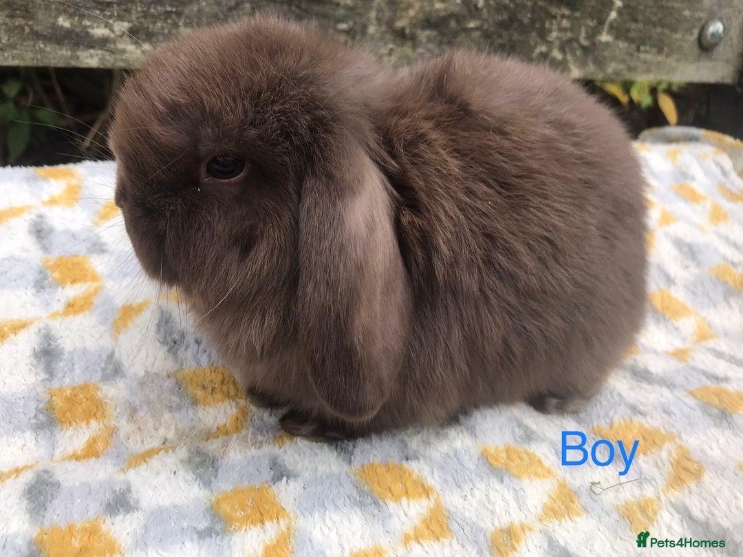 Mini Lop rabbits for sale: Beautiful mini lops  - Advert 5