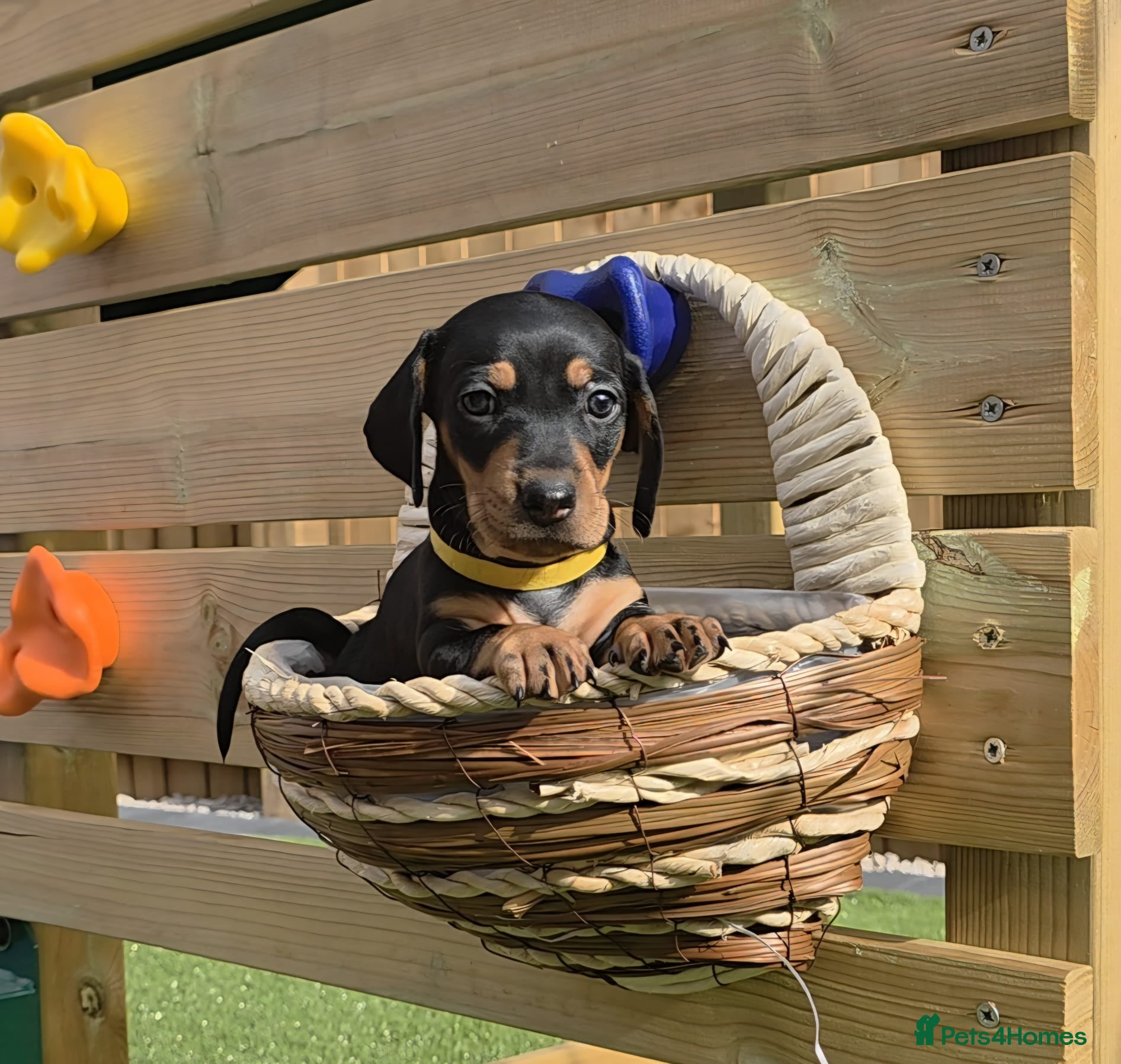 Miniature Dachshund dogs 1 PUP LEFT READY NOW !!!!! 🐶🐾 - Advert 6