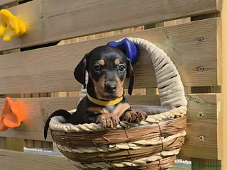 Miniature Dachshund dogs 1 PUP LEFT READY NOW !!!!! 🐶🐾 - Advert 6