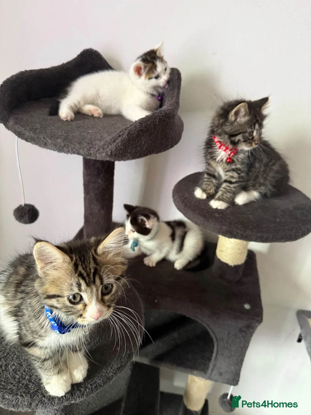 Ragcoon cats for sale: RAGCOONS ragdoll mainecoons  - Advert 2