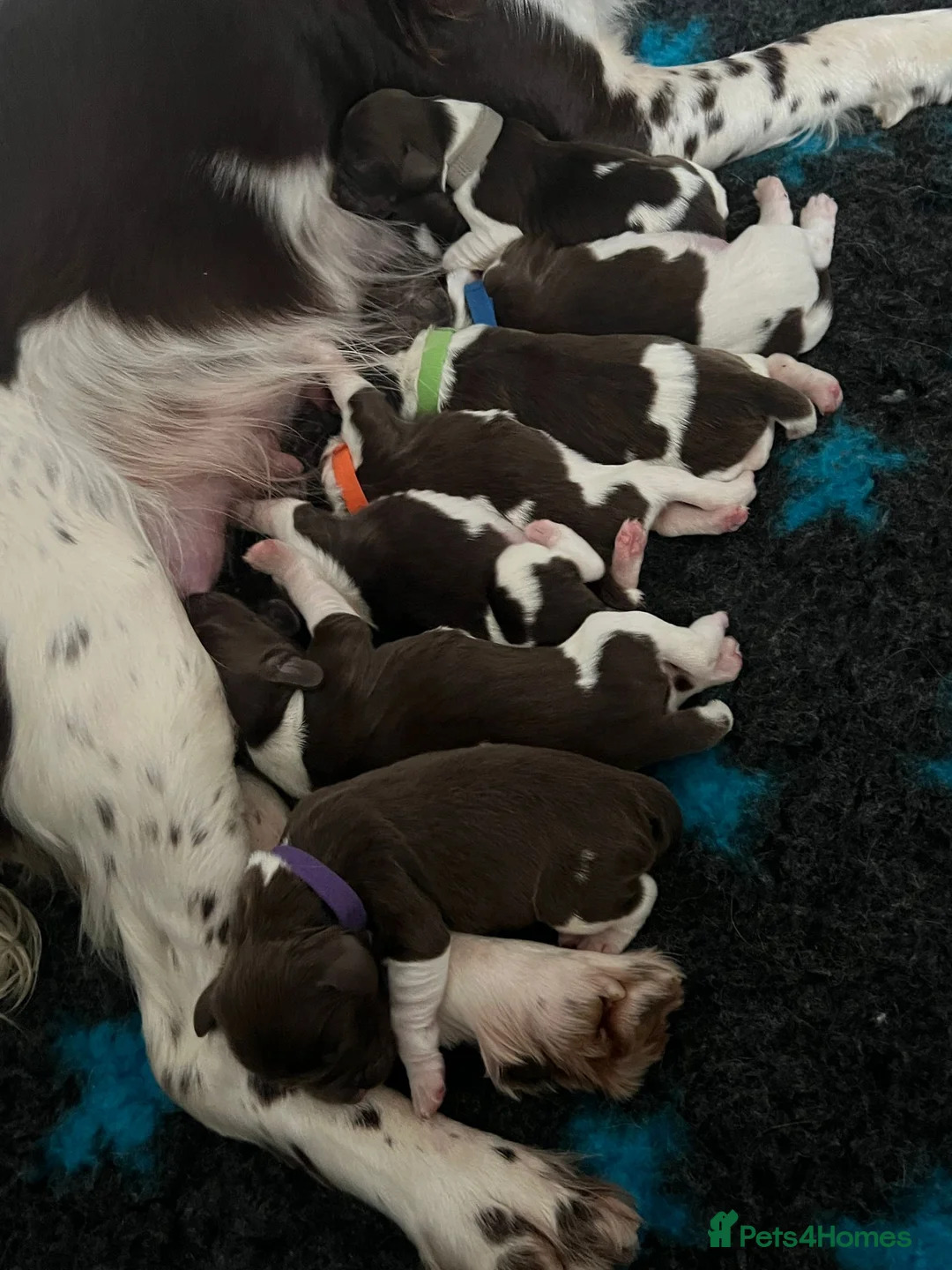 English Springer Spaniel dogs for stud: English Springer Spaniel Stud  in Derby - Advert 25