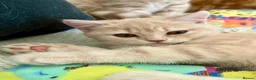 British Shorthair cats for sale: Pure breed British Shorthair Female - Advert 7