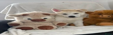 Siberian Husky 3