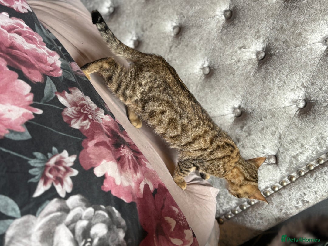 Bengal cats for sale: Bengal kittens 15 weeks  - Image 7