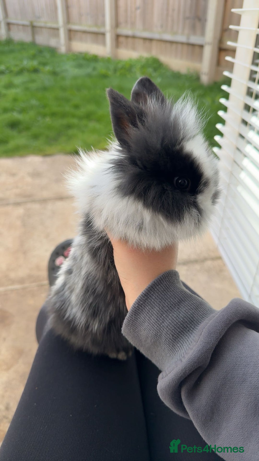 Mini Lion Lop rabbits for sale: Two mini lion lops - Image 1