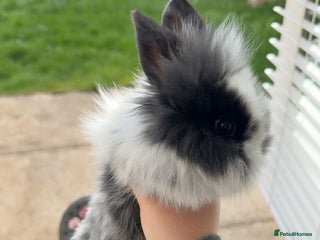 Mini Lion Lop rabbits - Advert 5