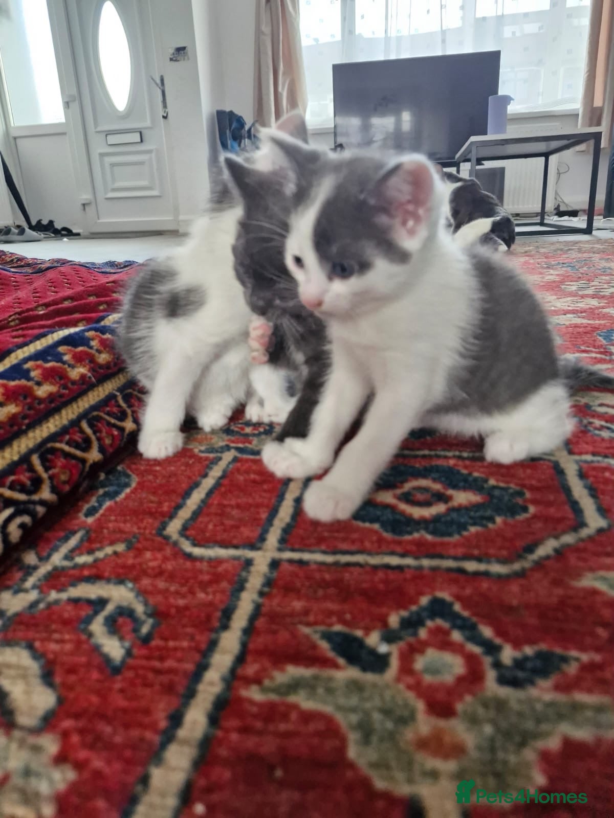 Domestic Shorthair cats 2 beautiful tabby kittens for sale 💜 - Advert 24