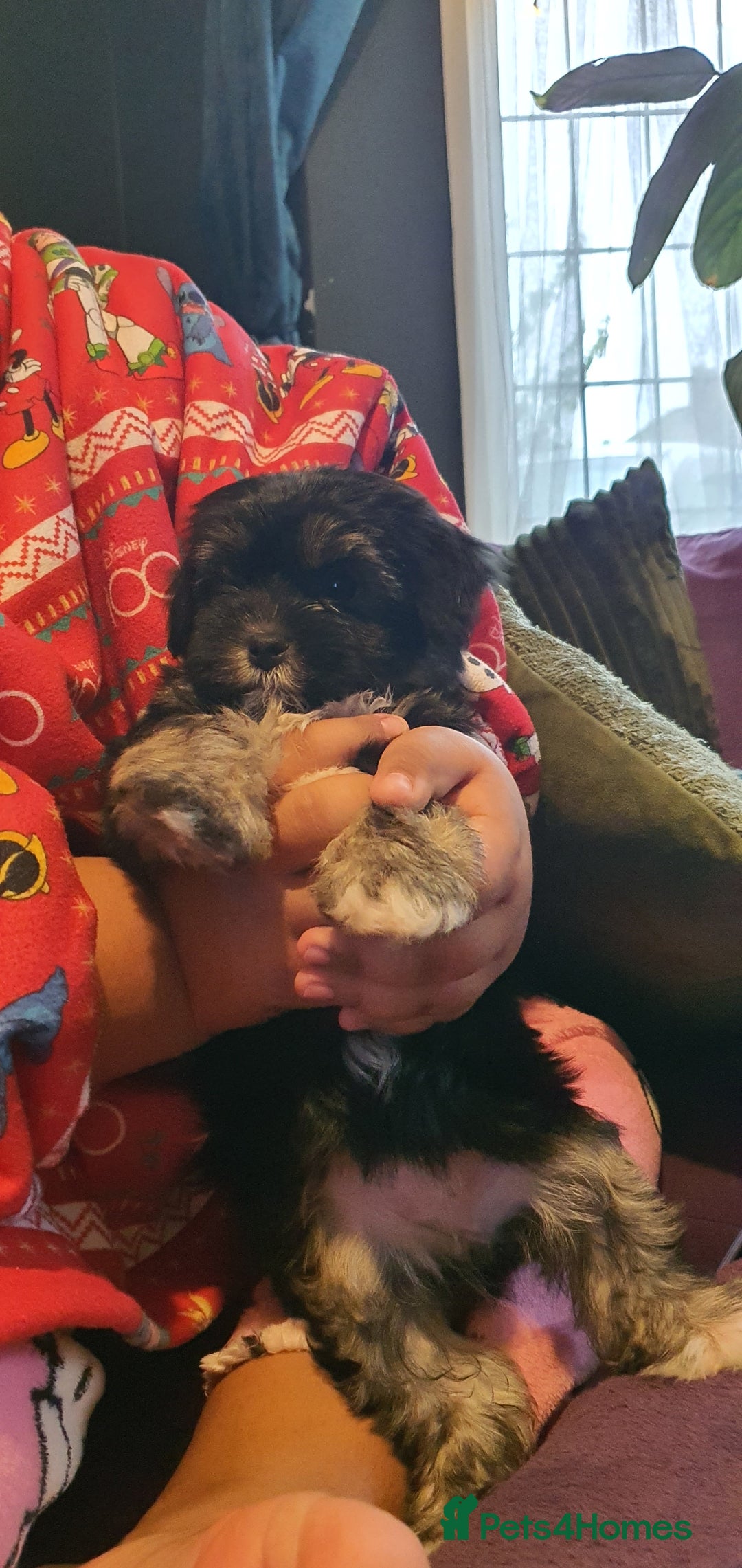 Morkie dogs for sale: ADORABLE MORKI BABIES 🐶 - Advert 1