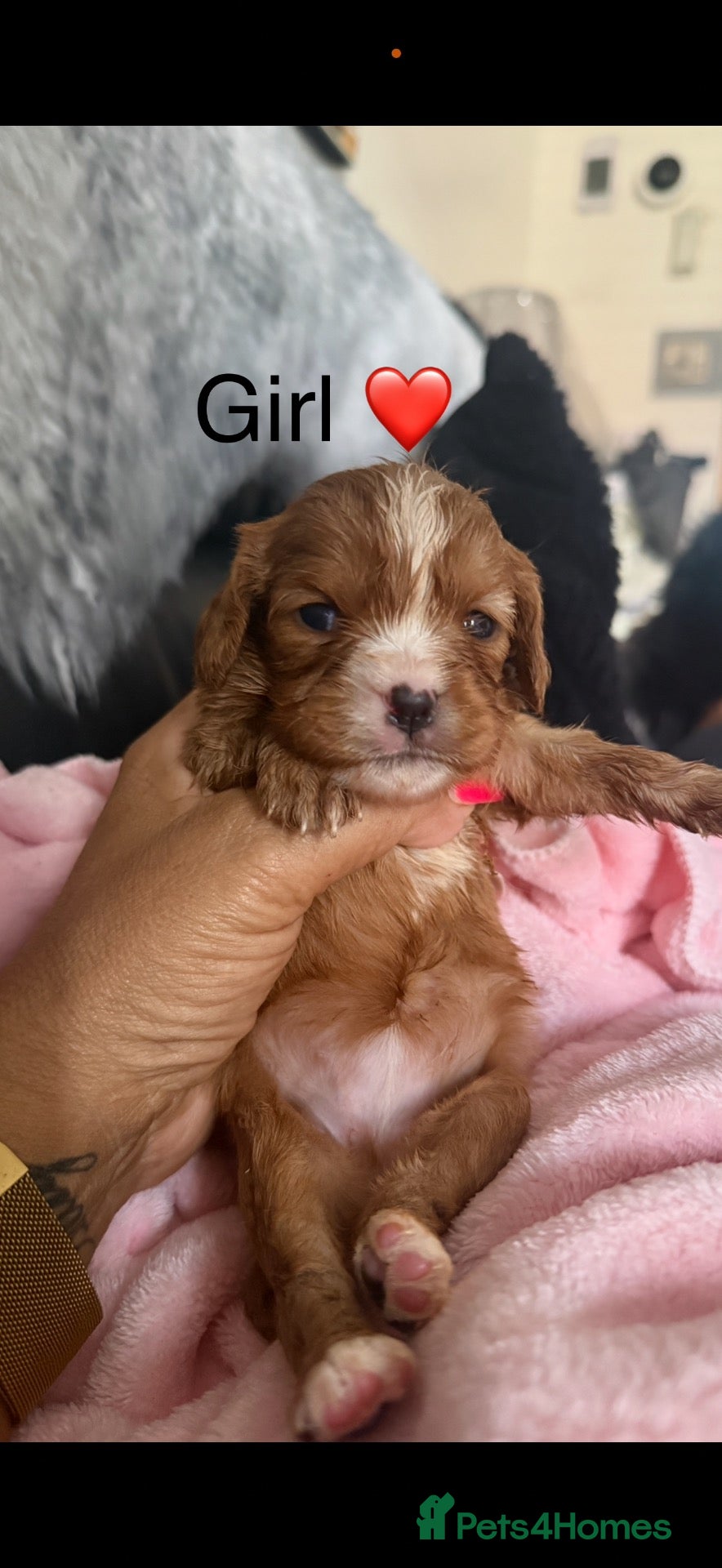 Cavalier King Charles Spaniel dogs DNA clear and kc registered cavalier puppies  - Advert 2