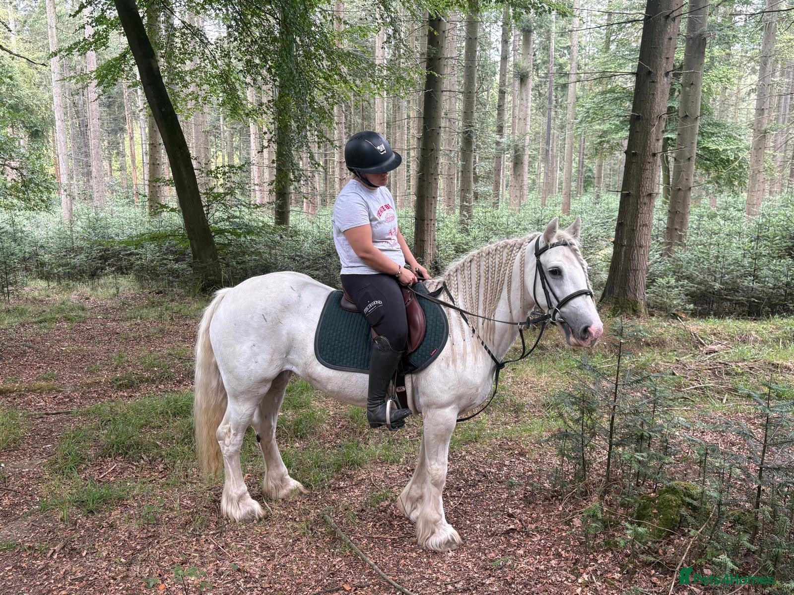 Irish Cob horses Annie Family Cob  - Advert 2