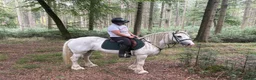 Irish Cob horses for sale: Annie Family Cob  - Advert 2