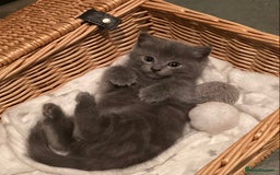 Ragdoll cats for sale: Ragdoll X Kittens for Loving Forever Homes - Image 4