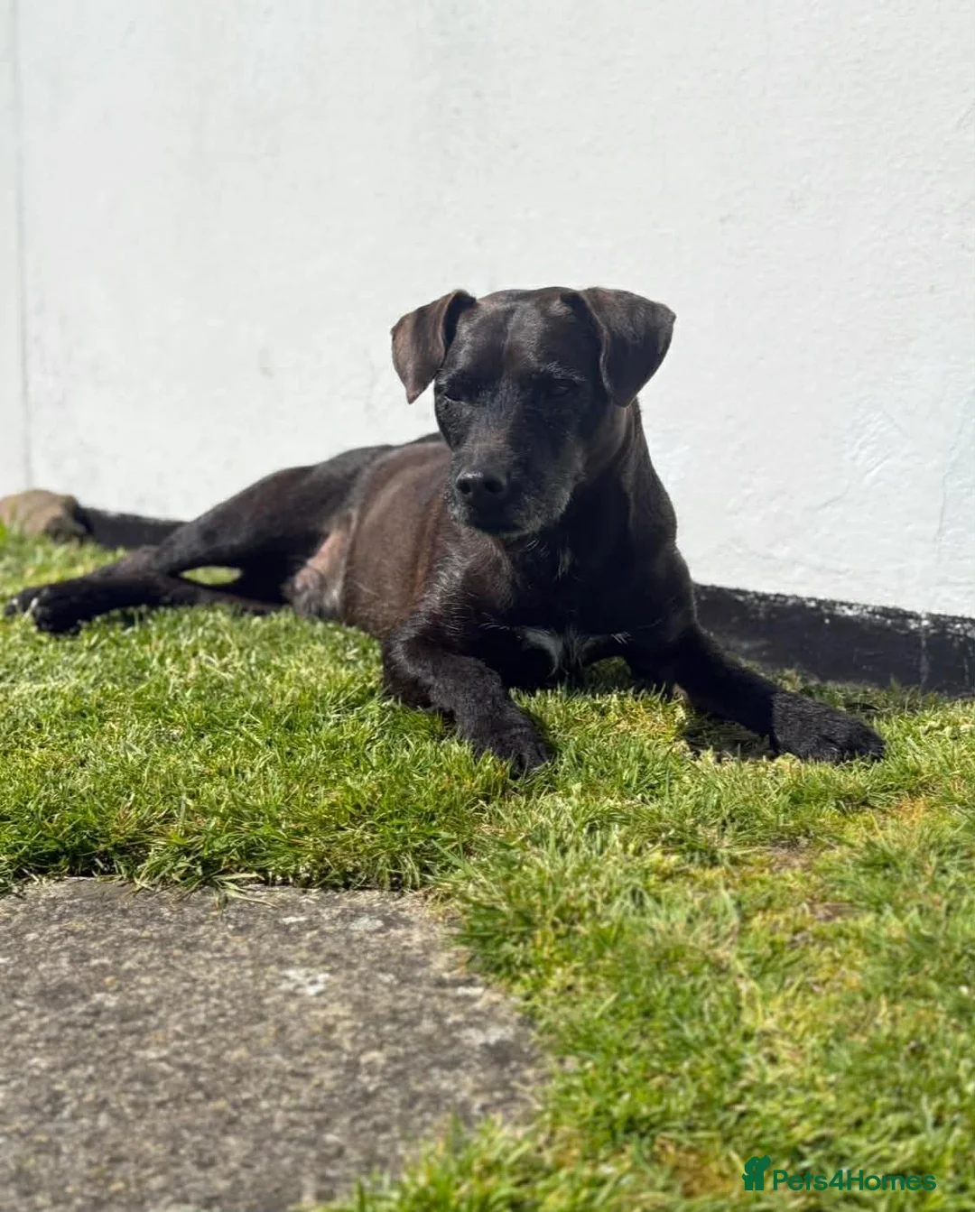 Patterdale Terrier dogs for stud: Stud only patterdale terrier  - Advert 6
